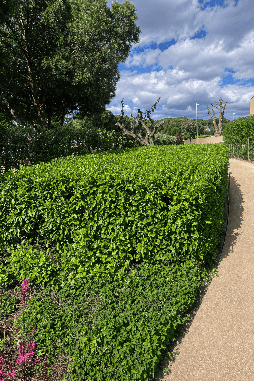 Architectural hedging along a garden path