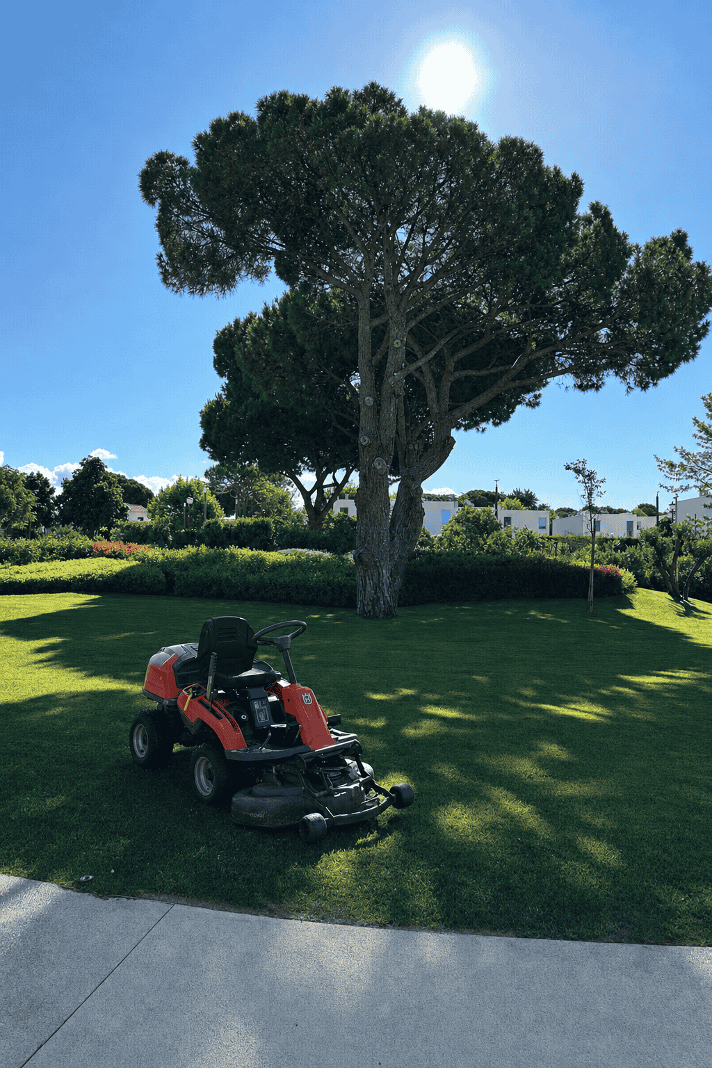 Lawn mower under a stone pine