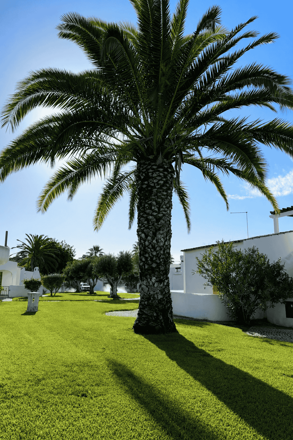 Tall date palm above a manicured lawn