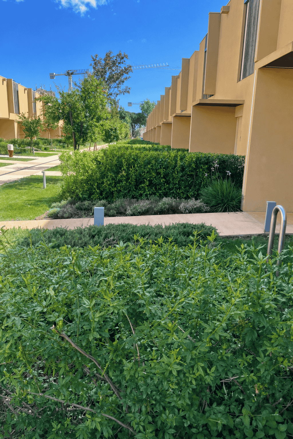 Lavender and shrub beds beside contemporary homes
